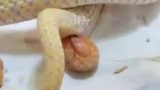 黄花蛇和它的子女们